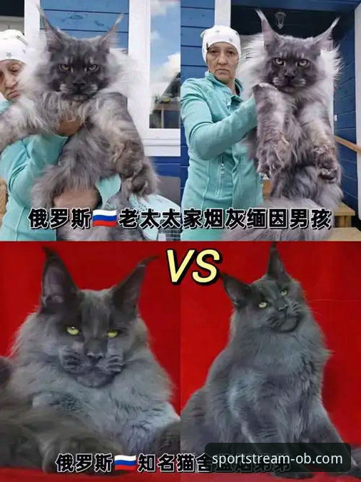 揭秘：捷克时隔20年重返世界杯的背后，一只猫咪和一位68岁老帅的传奇